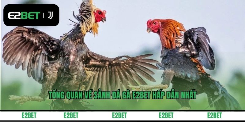 Tổng quan về sảnh đá gà E2BET hấp dẫn nhất