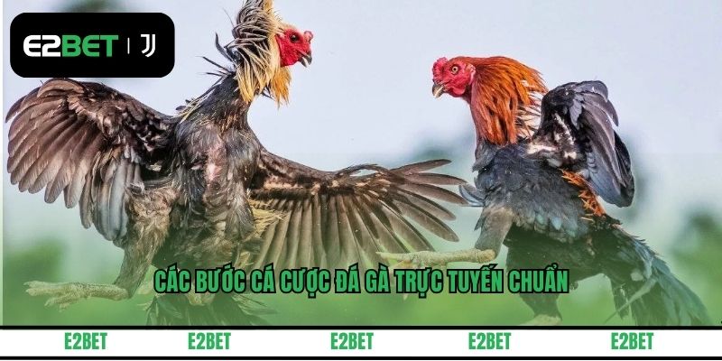 Các bước cá cược đá gà trực tuyến chuẩn