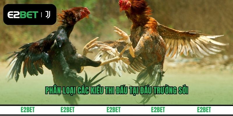 Phân loại các kiểu thi đấu tại đấu trường sới