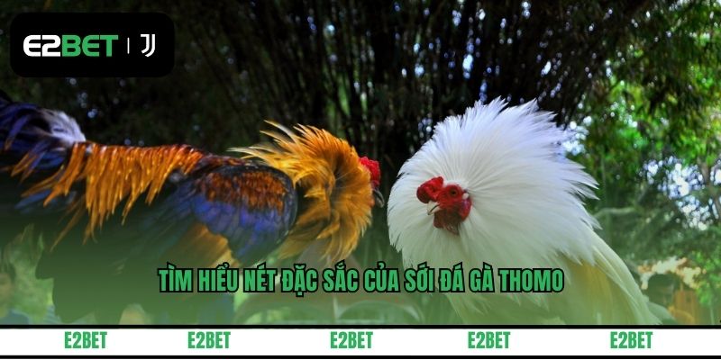 Tìm hiểu nét đặc sắc của sới đá gà Thomo