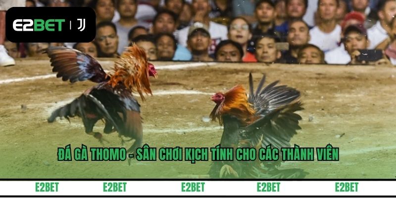 Đá Gà Thomo - Sân Chơi Kịch Tính Cho Các Thành Viên